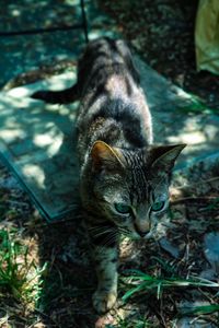 Cat walking smoothly in the garden