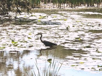 View of birds in lake