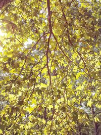 Low angle view of tree in forest