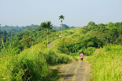 Rear view of boy walking on footpath amidst field