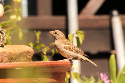 Close-up of bird perching