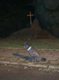 View of a dog on shore