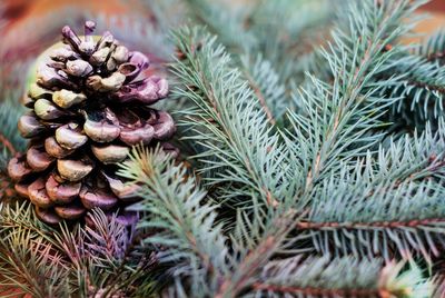 Close-up of pine cone and branch