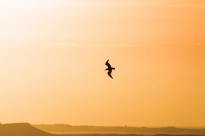 Silhouette bird flying against sky during sunset