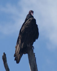 Low angle view of eagle perching on branch against sky