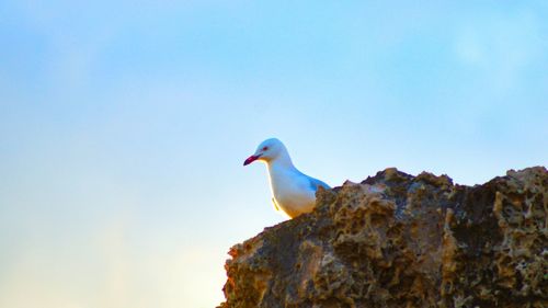 Bird in flight against blue sky