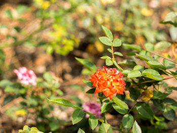 Red flowers growing in garden