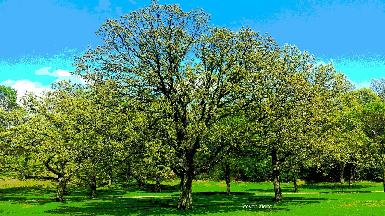 TREES ON GRASSY FIELD