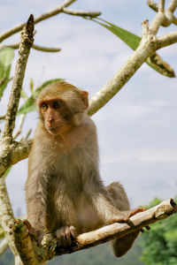 Monkey sitting on branch