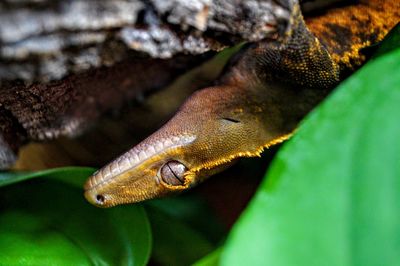 Close-up of lizard