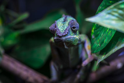 Close-up of a lizard