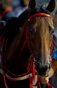 Close-up of horse riding