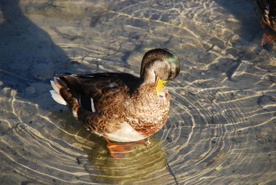 High angle view of duck swimming on lake