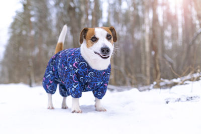 Jack russell terrier dog in blue jumpsuit standing and looking and smiling at camera in snowy park.