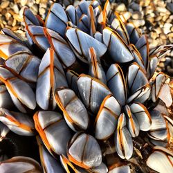 Close-up of gooseneck barnacles at beach