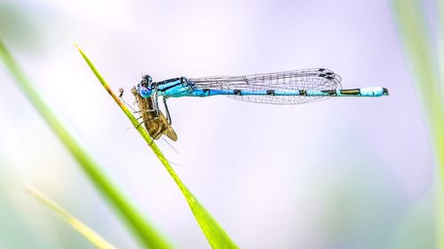 Close-up of dragonfly on a plant