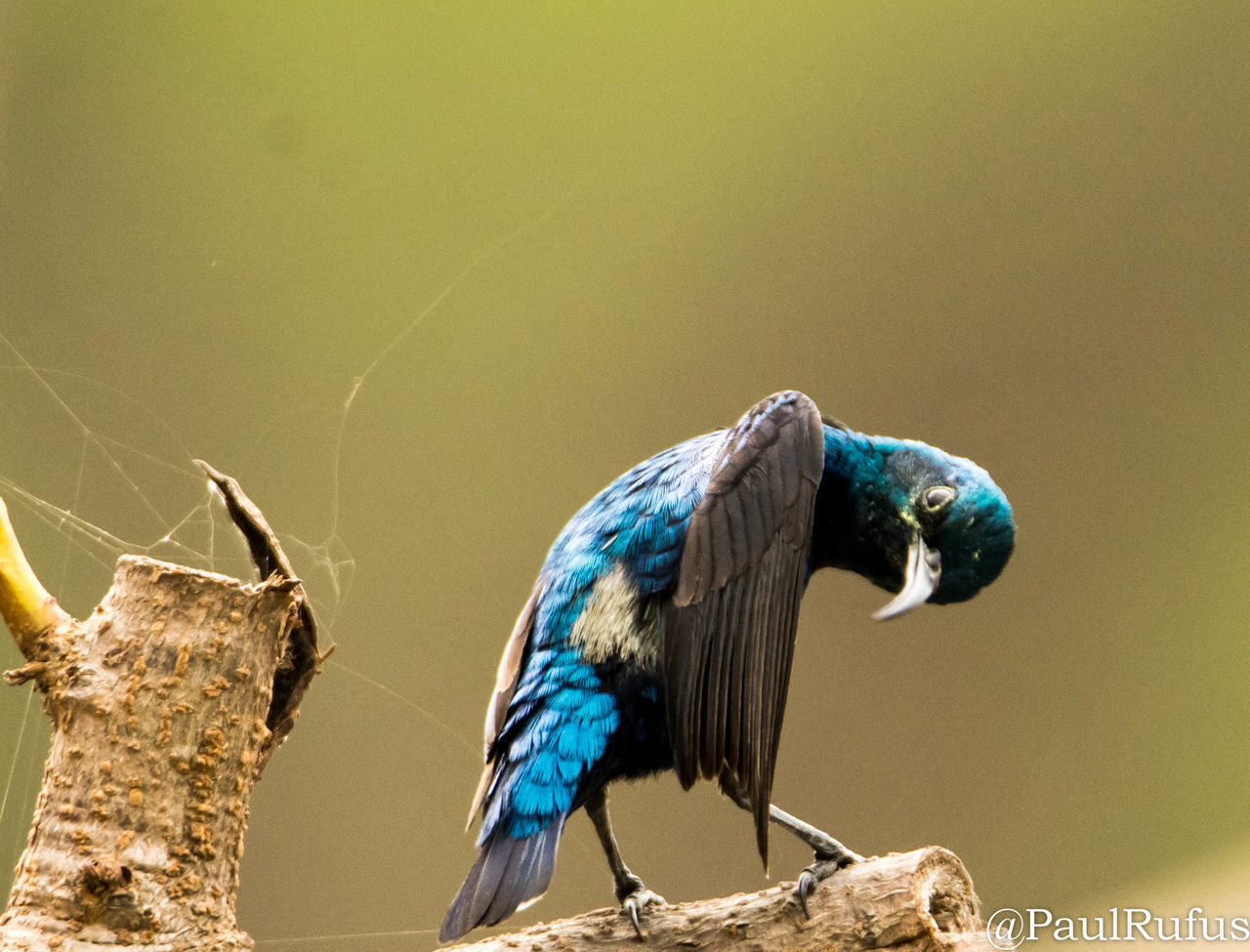 CLOSE-UP OF BLUE PARROT PERCHING ON WOOD