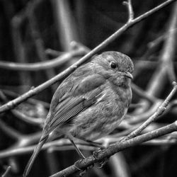 Close-up of robin perching on branch