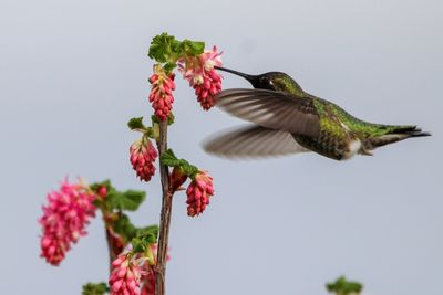 Low angle view of bird flying against clear sky