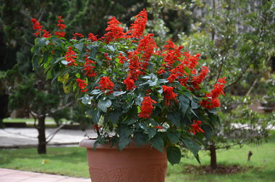 Close-up of red flowering plant in park