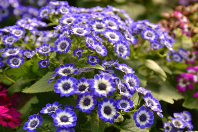 Close-up of purple flowers blooming outdoors