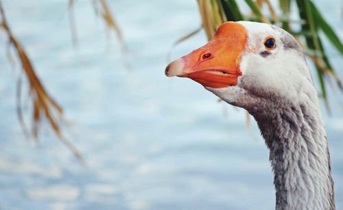 Close-up of a bird