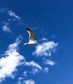 Low angle view of seagull flying