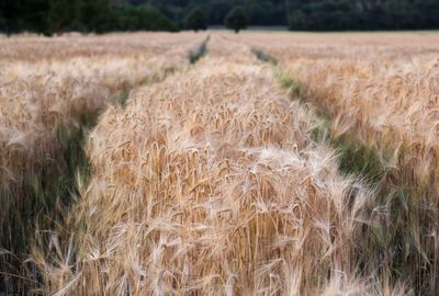 View of wheat field