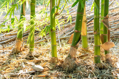 Close-up of bamboo plants on field