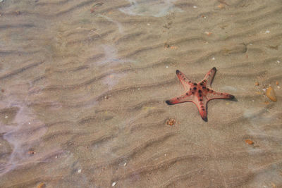 starfish