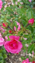 Close-up of pink flowers blooming outdoors