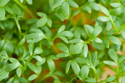 Close-up of green leaves