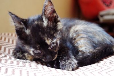 Close-up of cat relaxing at home