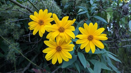 Close-up of yellow flowering plant