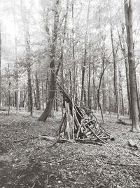 Bare trees on field in forest