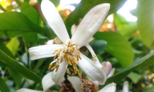 Close-up of white flowering plant