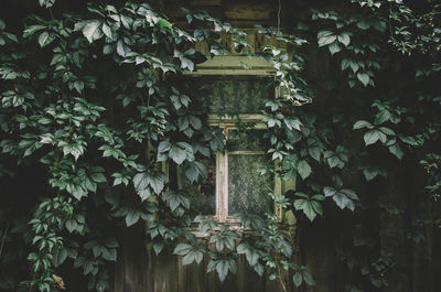 View of plants growing outside house window