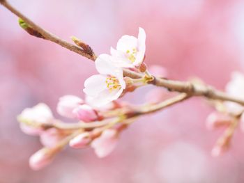 Close-up of cherry blossoms in spring