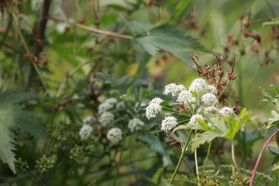 Flowers growing on plant