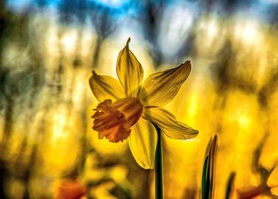 Close-up of flower blooming against sky