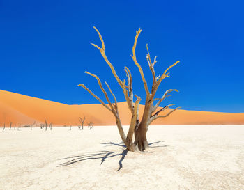 Dead vlei in naukluft national park, namibia, taken in january 2018