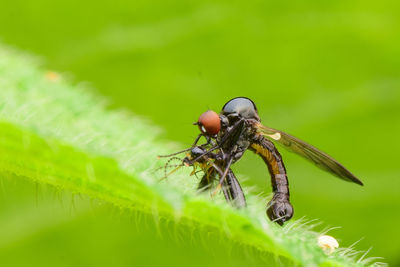Close-up of insect