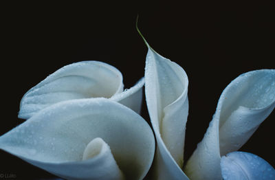 Close-up of flowers against black background