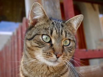 Close-up portrait of a cat