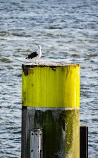 Seagull perching on wooden post in sea