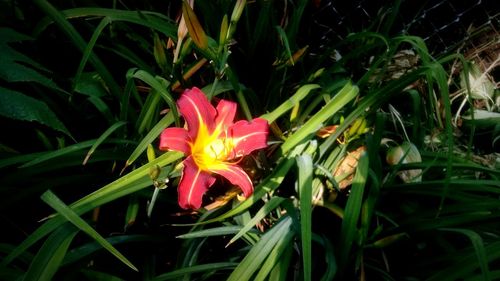 Close-up of flowers blooming in field