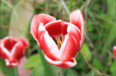 Close-up of red flowers blooming outdoors