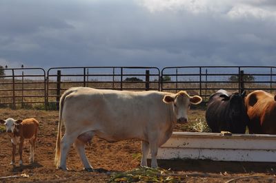 Cows standing on railing against sky