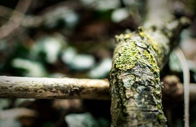 Close-up of moss on tree trunk