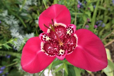 Close-up of red rose in park